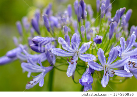 Blue agapanthus flowers with rain drops in macro view 134590956