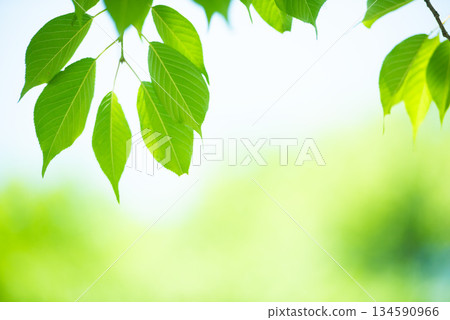 The season of fresh greenery The season of fresh greenery 134590966