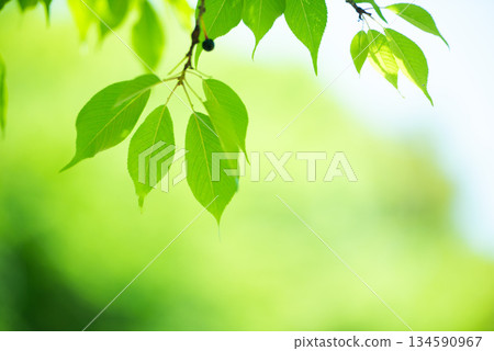 The season of fresh greenery The season of fresh greenery 134590967