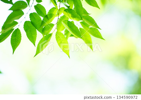 The season of fresh greenery The season of fresh greenery 134590972