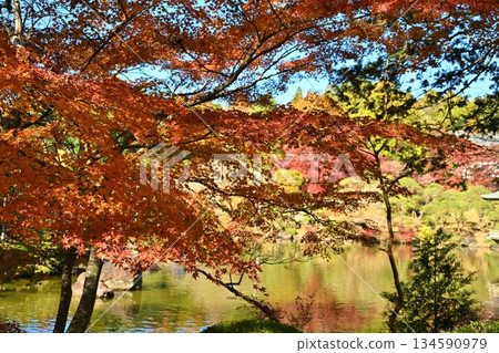 Autumn Foliage Festival at Naritasan Park, Chiba 134590979