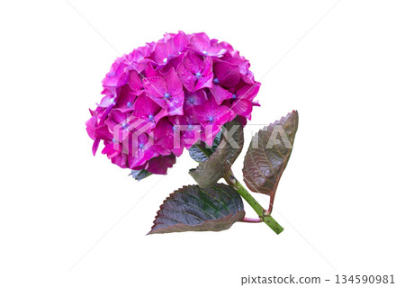 Purple bigleaf hydrangea inflorescence isolated on white. Hydrangea macrophylla. Hortensia Flower. 134590981