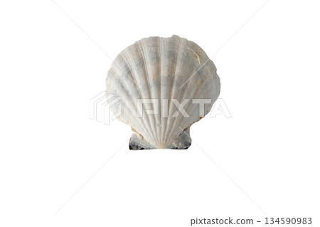 White pecten maximus or great scallop shell isolated on white 134590983