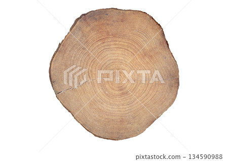 Tree trunk cross section with annual rings and cracks isolated on white. Wood texture Tree trunk cross section with annual rings and cracks isolated on white. Wood texture 134590988