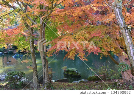 Autumn Foliage Festival at Naritasan Park, Chiba Autumn Foliage Festival at Naritasan Park, Chiba 134590992