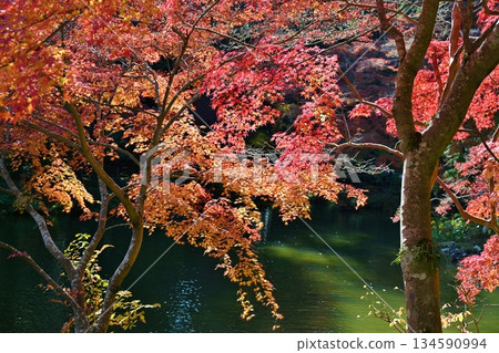 Autumn Foliage Festival at Naritasan Park, Chiba Autumn Foliage Festival at Naritasan Park, Chiba 134590994