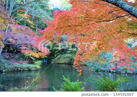 Autumn Foliage Festival at Naritasan Park, Chiba 134591007