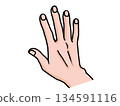 張開的手背示意圖 134591116