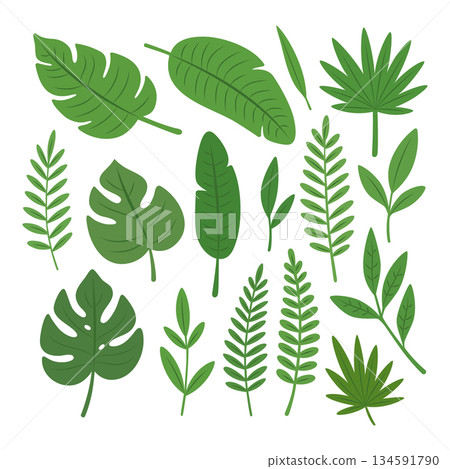 Flat tropical green leaves collection. Assorted botanical foliage elements for summer and nature graphic designs Flat tropical green leaves collection. Assorted botanical foliage elements for summer and nature graphic designs 134591790