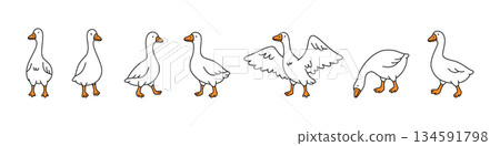 Set of minimalist cartoon geese in various poses. Outlined vector geese with flat orange accents 134591798