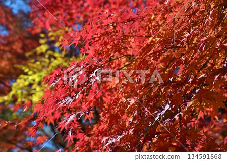 千葉縣成田山公園的秋葉節 134591868
