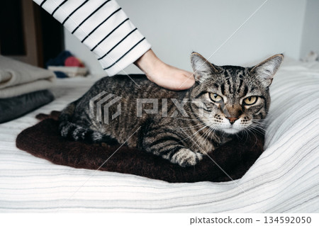 A tabby cat lies on a bed while a person places a hand on its back. interspecies friendship, unconditional love, pet ownership trends, urban pets. 134592050
