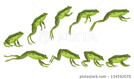 Frog jumping animation icon set. Sequences or footage for motion design. Cartoon toad jumping, animal movement concept. Animated process of frogs leaps sequence, vector illustration 134592078