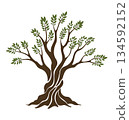 Olive trees with branches and leaves for design of packaging, label, logotype or banner. Natural organic stylized olive icon, premium quality sign. Vector illustration 134592152