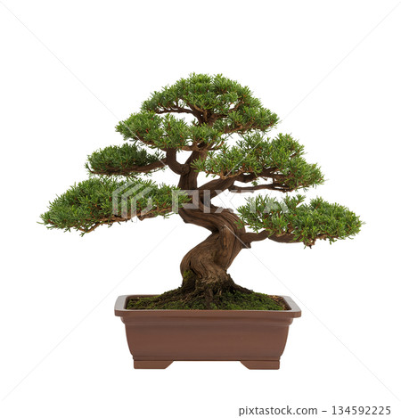 Beautiful Bonsai Tree Displayed in a Simple Brown Pot on a White Background Beautiful Bonsai Tree Displayed in a Simple Brown Pot on a White Background 134592225