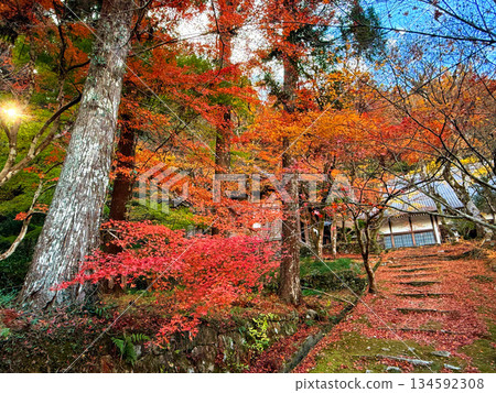 Shizuoka Prefecture, Enshu Morimachi: Autumn leaves at Daidoin Temple 134592308