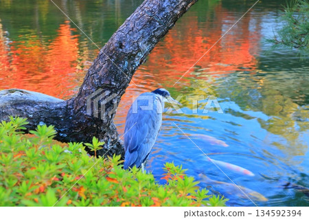 【兵庫縣】晴天時空樂園的秋葉 134592394