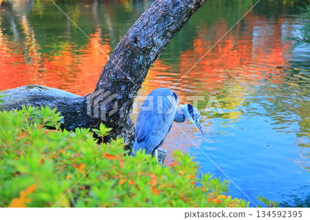 【兵庫縣】晴天時空樂園的秋葉 134592395