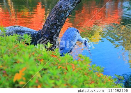 [Hyogo Prefecture] Autumn leaves at Sorakuen Garden on a clear day 134592396