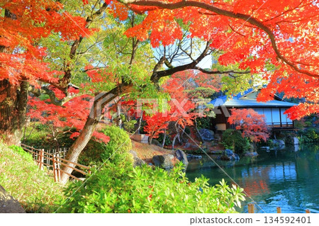[Hyogo Prefecture] Autumn leaves at Sorakuen Garden on a clear day 134592401
