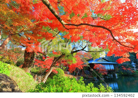 【兵庫縣】晴天時空樂園的秋葉 134592402