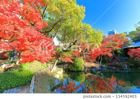 【兵庫縣】晴天時空樂園的秋葉 134592403