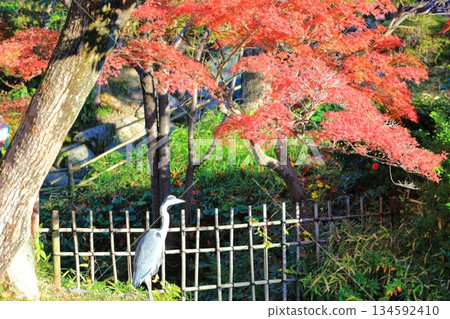 【兵庫縣】晴天時空樂園的秋葉 134592410