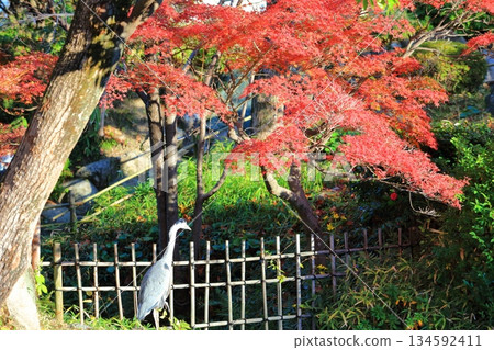 [Hyogo Prefecture] Autumn leaves at Sorakuen Garden on a clear day 134592411