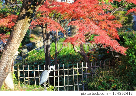 【兵庫縣】晴天時空樂園的秋葉 134592412