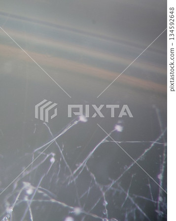 Aspergillus flavus growing on agar medium Aspergillus flavus growing on agar medium 134592648