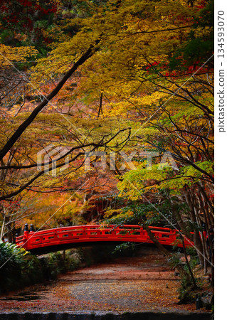 遠州守町小國神社的秋葉 遠州守町小國神社的秋葉 134593070