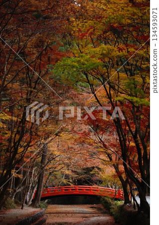 遠州守町小國神社的秋葉 遠州守町小國神社的秋葉 134593071