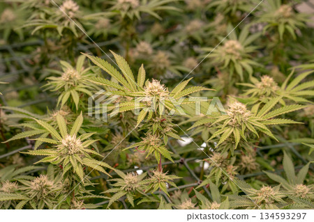 female early blossom marijuana SoG Sea of Green net hemp cultivation technique Growing pot indoor bloom stage growth Medical female early blossom marijuana SoG Sea of Green net hemp cultivation technique Growing pot indoor bloom stage growth Medical 134593297