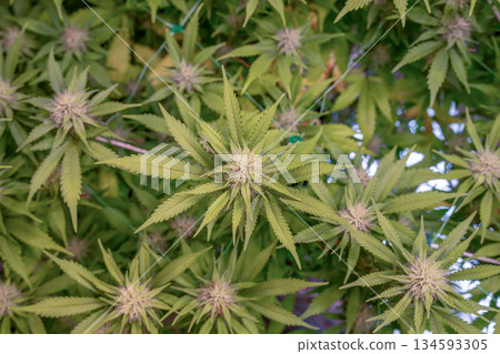 female early blossom marijuana SoG Sea of Green net hemp cultivation technique Growing pot indoor bloom stage growth Medical female early blossom marijuana SoG Sea of Green net hemp cultivation technique Growing pot indoor bloom stage growth Medical 134593305