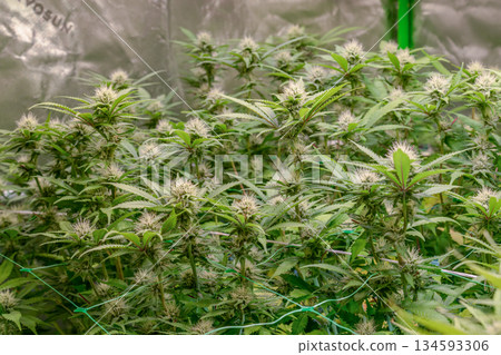 female early blossom marijuana SoG Sea of Green net hemp cultivation technique Growing pot indoor bloom stage growth Medical female early blossom marijuana SoG Sea of Green net hemp cultivation technique Growing pot indoor bloom stage growth Medical 134593306