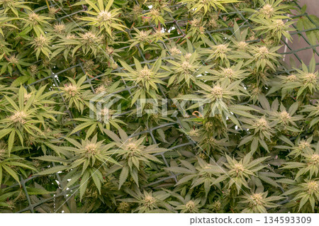 female early blossom marijuana SoG Sea of Green net hemp cultivation technique Growing pot indoor bloom stage growth Medical female early blossom marijuana SoG Sea of Green net hemp cultivation technique Growing pot indoor bloom stage growth Medical 134593309