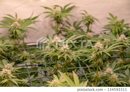 female early blossom marijuana SoG Sea of Green net hemp cultivation technique Growing pot indoor bloom stage growth Medical female early blossom marijuana SoG Sea of Green net hemp cultivation technique Growing pot indoor bloom stage growth Medical 134593311