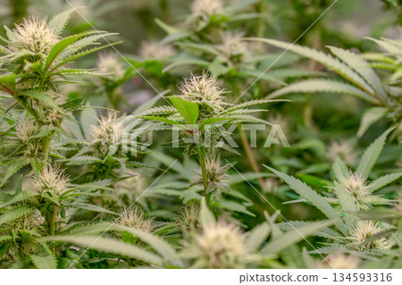 female early blossom marijuana SoG Sea of Green net hemp cultivation technique Growing pot indoor bloom stage growth Medical 134593316