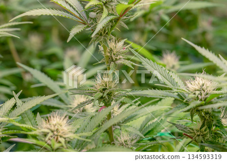 female early blossom marijuana SoG Sea of Green net hemp cultivation technique Growing pot indoor bloom stage growth Medical female early blossom marijuana SoG Sea of Green net hemp cultivation technique Growing pot indoor bloom stage growth Medical 134593319