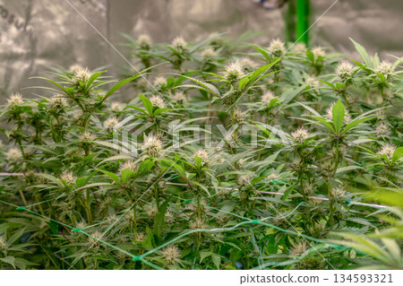 female early blossom marijuana SoG Sea of Green net hemp cultivation technique Growing pot indoor bloom stage growth Medical 134593321