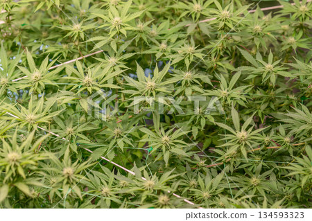 female early blossom marijuana SoG Sea of Green net hemp cultivation technique Growing pot indoor bloom stage growth Medical female early blossom marijuana SoG Sea of Green net hemp cultivation technique Growing pot indoor bloom stage growth Medical 134593323