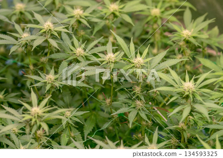 female early blossom marijuana SoG Sea of Green net hemp cultivation technique Growing pot indoor bloom stage growth Medical 134593325
