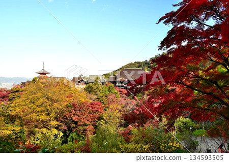 Kyoto Higashiyama: Autumn leaves turn red at Kiyomizu-dera Temple, a World Heritage Site Kyoto Higashiyama: Autumn leaves turn red at Kiyomizu-dera Temple, a World Heritage Site 134593505