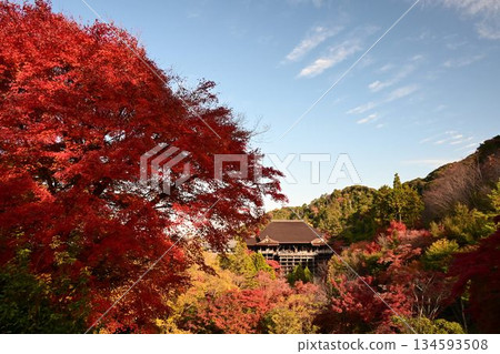 京都東山:世界遺產清水寺的秋葉變紅 京都東山:世界遺產清水寺的秋葉變紅 134593508