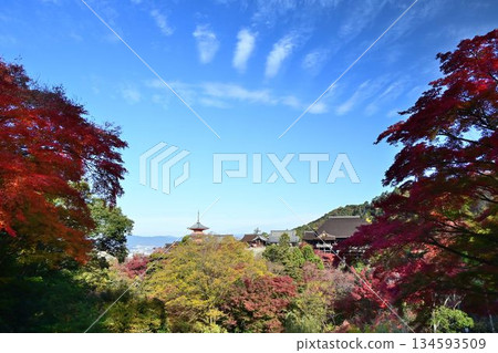 Kyoto Higashiyama: Autumn leaves turn red at Kiyomizu-dera Temple, a World Heritage Site 134593509
