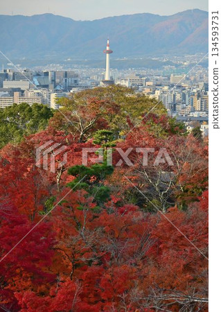 Kyoto Higashiyama: Autumn leaves turn red at Kiyomizu-dera Temple, a World Heritage Site 134593731