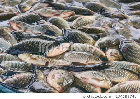 Good catch.Fresh river fish crucian carp on counter at market Good catch.Fresh river fish crucian carp on counter at market 134593743