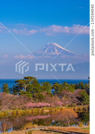 [Shizuoka Prefecture] Mt. Fuji seen across the sea from Nishiizuida where Kawazu cherry blossoms bloom 134594040