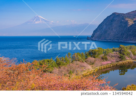 [Shizuoka Prefecture] Mt. Fuji seen across the sea from Nishiizuida where Kawazu cherry blossoms bloom 134594042