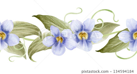 Exotic tropical vine with pastel purple Thunbergia flowers watercolor seamless border isolated on white. Garden violet spring liana with leaves repeat banner for summer blooming floral designs Exotic tropical vine with pastel purple Thunbergia flowers watercolor seamless border isolated on white. Garden violet spring liana with leaves repeat banner for summer blooming floral designs 134594184